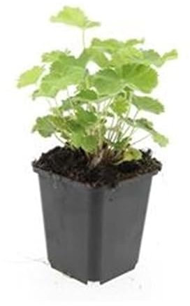 Frauenmantel - Alchemilla mollis - Staude - 9cm Topf - Set mit 6 Pflanzen