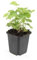 Frauenmantel - Alchemilla mollis - Staude - 9cm Topf - Set mit 6 Pflanzen
