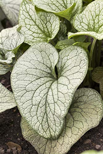 Brunnera macrophylla Garten-Kaukasusvergissmeinnicht Staude im Topf gewachsen