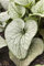 Brunnera macrophylla Garten-Kaukasusvergissmeinnicht Staude im Topf gewachsen
