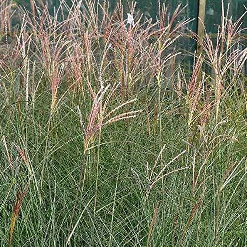 6er-Pack Garten Chinaschilf Gracilimus - Miscanthus Sinensis 'Gracillimus': Feine Eleganz im 9x9cm Topf.
