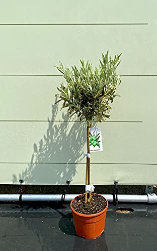 Tropictrees - OLEA EUROPEA - OLIVENBAUM 100-120 CM - A+