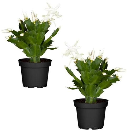Duo de Cactus de la Navidad de Color Blanco | DECOALIVE | Pack 2 Plantas | Plantas de Navidad Naturales