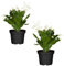 Duo de Cactus de la Navidad de Color Blanco | DECOALIVE | Pack 2 Plantas | Plantas de Navidad Naturales