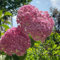 45 Pcs Hortensien Samen Winterhart - Hydrangea Macrophylla - Blumenwiese Samen, Steingartenpflanzen Winterhart Hortensie Blumen Samen, Blumen Balkon, Garten Geschenke Für Frauen Topfpflanzen
