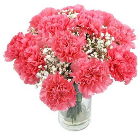 Clare Florist Pink Carnations Fresh Flower Bouquet - Beautiful Flowers for All Special Occasions