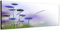 Augenblicke Wandbilder Keilrahmenbild Wandbild 150x50cm Blumen Blüten Gräser abstrakt