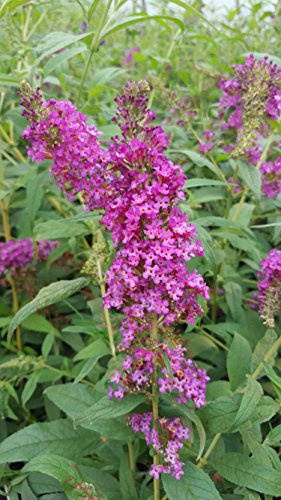 Zwerg-Schmetterlingsstrauch Buddleja Buzz Dark Pink 30-40 cm 3 L Topf