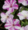 Wunderblume Marbles einjährig 60 cm Samen