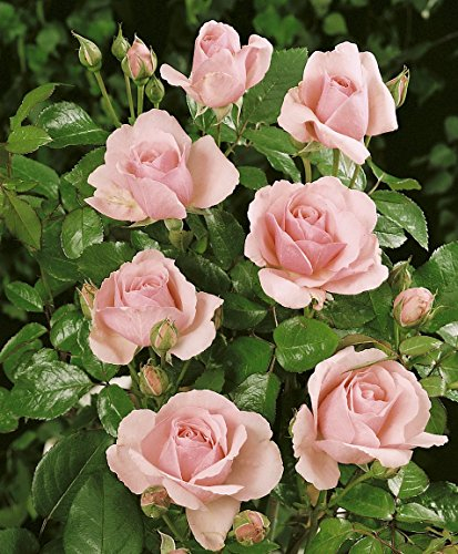 Strauchrose Rosika im 7 Liter Rosentopf