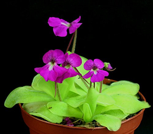 * * Pinguicula Elizabethiae mexicana Butterwort carnívoras raras * * * 10 Semillas