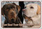 Hundeschild mit blondem und braunem Labrador Retriever - TOP Metallschild als Collage, DIN A3