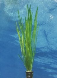 Dennerle-Plants Glattblättrige Sumpfschraube