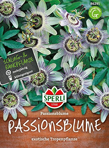 Sperli-Samen Passionsblume