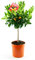 Calamondinorange 70-100 cm mit Früchten – Citrofortunella Microcarpa, Citrus Calamondin, Exotische Zierpflanze, Perfekt für Balkon & Garten, Aromatische Früchte für Küche & Getränke