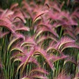 vegherb Mähnengerste Ziergräser Samen (Hordeum jubatum) 50 + Seeds (100+)
