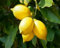 Graines de citronnier 90pcs jaune