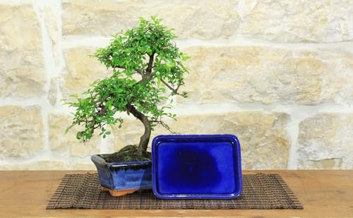 Pollice Verde - Bonsai Zelkova Parvifolia 6 Anni – Pianta Vera da Esterno e Interno in Vaso Ceramica (15cm) – Olmo Cinese Resistente e Decorativo, Idea Regalo (BONSAI + SOTTOVASO)