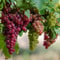 Tafeltraube Weintrauben Kernlos Winterhartes,Weinreben Winterhart,Lebende Pflanzen,Weinreben,Tafel-Trauben,Trauben Kernlos Pflanzen Winterhart Traubenwurzel Pflanze,-4 Weinreben pflanzen-H