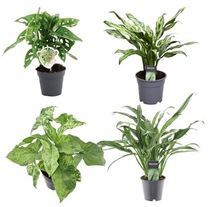 Mélange vert 4 plantes, Monstera obliqua « Monkey Leaf », 25 cm, ø12 Aglaonema Juliette, 40 cm, ø12 Syngonium Mottled 25 cm, ø12 Aglaonema Cutlass 40 cm, ø12