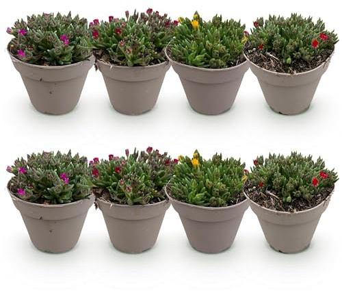 GreenboutiQ - Bodendecker - Winterhart - Delosperma - 8 Pflanzen - Farben Rot - Gelb - Lila - Rosa - Wenig Pflege - Topf 14cm Höhe 17cm