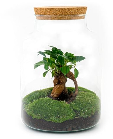 Flaschengarten DIY Bausatz Terrarium Milky Bonsai – Ø21cm – 30cm – Do-It-Yourself Flaschengarten Set mit Ficus Ginseng Bonsai