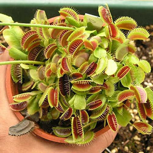 Haloppe 10 Unids Dionaea Muscipula Plantas Semillas para la Plantación de Jardín en Casa, Semillas Insectívoras en Maceta Dionaea Clip Gigante Atrapamoscas Planta Carnívora