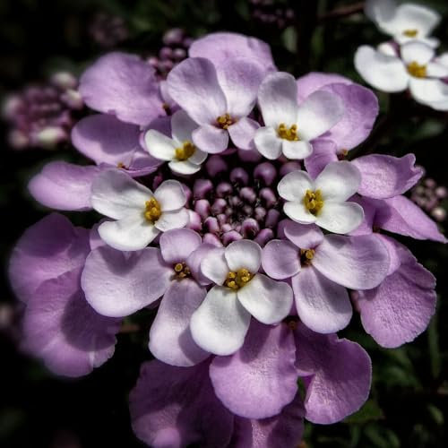Iberis sempervirens 'Pink Ice' von Intragarten - immergrüne Schleifenblume im Topf