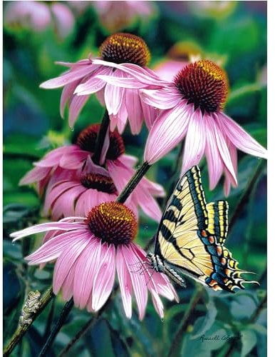 Gift Essentials 1000 Teile Puzzle Dropping by - Schmetterling auf Koneflowers, Puzzle für Erwachsene und Kinder