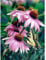 Gift Essentials 1000 Teile Puzzle Dropping by - Schmetterling auf Koneflowers, Puzzle für Erwachsene und Kinder