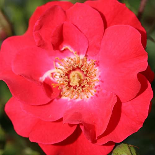 Rosa Climbing Rose 'Olympic Flame' Plant