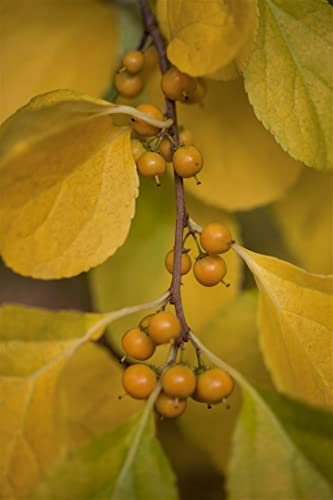 Celastrus orbiculatus 'Diana' 7,5L 150-200 Chinesischer Baumwürger, weiblich 'Diana',winterhart, deutsche Baumschulqualität, im Topf für optimales anwachsen