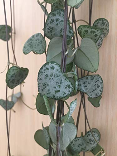 Portal Cool Ceropegia Woodii - String Of Hearts (3) unbewurlte Stecklinge 3 bis 5 Zoll