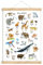 fioniony ABC BUCHSTABEN POSTER 50 x 70 cm TIERE UNGERAHMT OHNE HOLZLEISTE Tierposter Alphabet Lernposter Schulanfang 1. Klasse zur Schule Kindergarten oder Kinderzimmer Tierbilder Zoo Wald