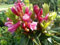 Bewimperte Alpenrose/Steinrose - Rhododendron hirsutum