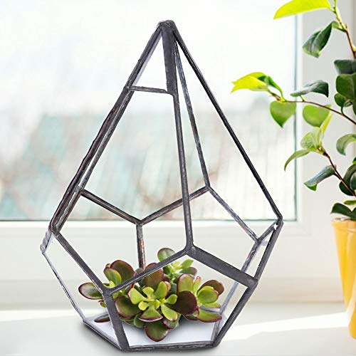 BFYDOAA Geometrisches Terrarium, Klares Glas, Rautenform, Tisch-Pflanzgefäß für Luftpflanzen, Sukkulenten, Farn, Moos, DIY-Miniatur-Feengarten (12x12x14 cm)