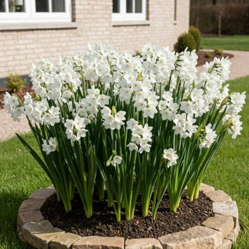 Narzissen Zwiebeln Winterhart Mehrjährig - Paperwhiter Sommerblüte | Kollektion, 25 Blumenzwiebeln, Duftende Pflanzen aus Holland, für Garten und Topf (keine Samen, nicht künstlich)