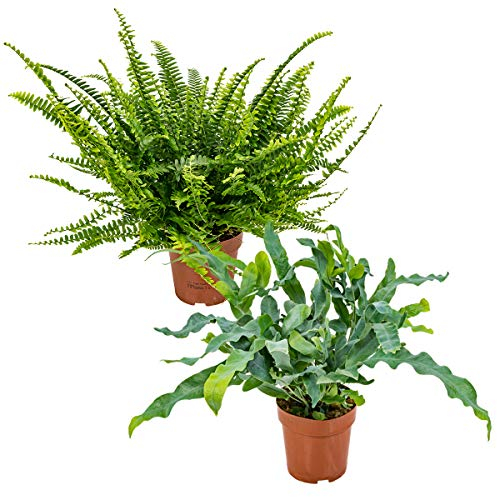 Bloomique - 2x Zimmerfarn - Nephrolepis Green Lady - Phlebodium Blue Star - Schwertfarn - Blaufarn - Zimmerpflanzen - Luftreinigend - Tierfreundlich - 20-30 cm Hoch - Topf 12 cm