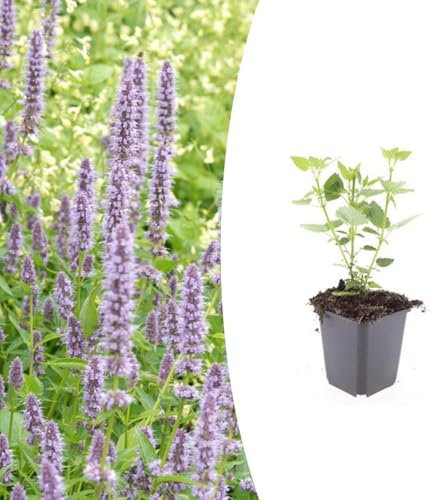 Agastache 'Blue Fortune' | 20 piezas - 10-25cm - Ø9cm - Planta de jardín
