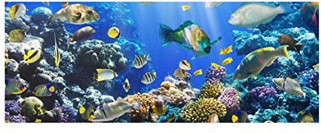 PPS. Imaging Wandbild, Kunstdruck auf Glas - Unterwasserriff - breiter Panorama-Druck auf Glas, Glasbild, Wandbild, Maße HxB: 50 x 125 cm.