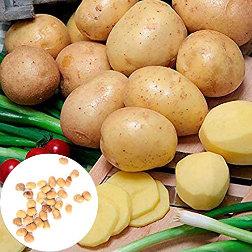 Benoon Kartoffelsamen, 10 Stück/Beutel Kartoffelsamen Goldene Kartoffeln Gemüsesamen Für Zu Hause Kartoffelsamen