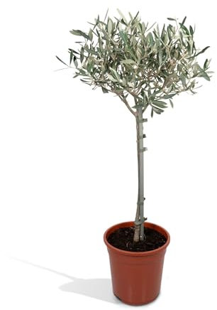 Olivier olea - 90cm - Ø19 - arbuste fruitier - Plante extérieur