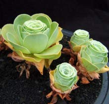 The Mountain Rose 50 Stücke Green Rose Garden Greenovia Blumensamen Samen Bonsai Sukkulente Fleischige Pflanze Blumensamen Semillas