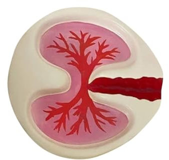 PRIZOM Aschenbecher in Form einer Lunge, Rot, lustige Dekoration für den Schreibtisch, für Ornamente, handgefertigt, Dekoration zum Geburtstag
