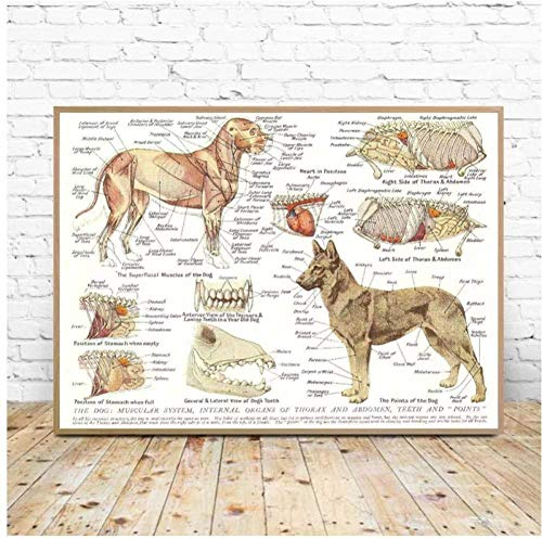 WANGHH Muskeln & Organe des Hundes Tier Anatomie Pathologie Leinwand Malerei Kunst Poster Wandbild Druck Wohnkultur Tierarzt Geschenke-60x80cm Ungerahmt