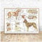 WANGHH Muskeln & Organe des Hundes Tier Anatomie Pathologie Leinwand Malerei Kunst Poster Wandbild Druck Wohnkultur Tierarzt Geschenke-60x80cm Ungerahmt