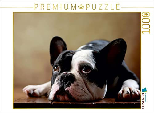 CALVENDO Puzzle Shahrukh - Französische Bulldogge, 2 Jahre | 1000 Teile Lege-Größe 64 x 48 cm Foto-Puzzle für glückliche Stunden