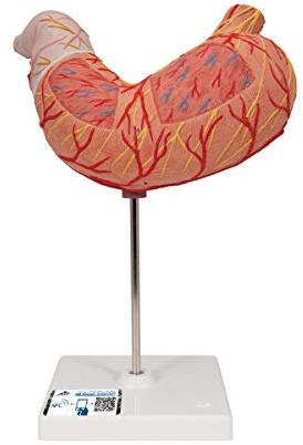 3B Scientific® Magenmodell – 2-teiliges Humananatomie-Modell mit inneren Strukturen, Langlebiges PVC + Smart Anatomy App (5 Jahre Garantie)