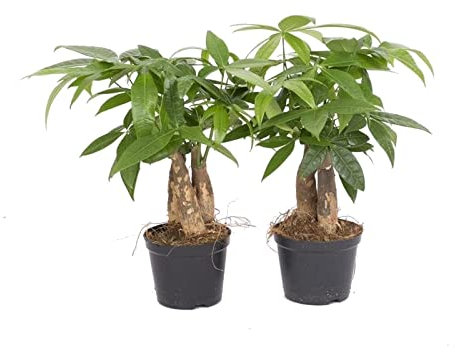 DECOALIVE Duo de Árbol del Dinero Pachira Aquatica Plantas Naturales de Interior Set de 2 Unidades