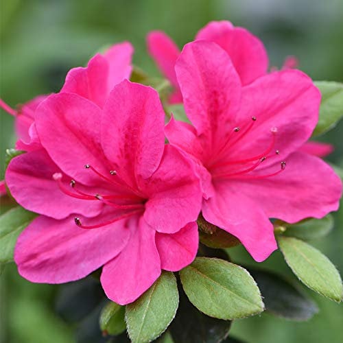 Azalea Dwarf Pink Rhododendron Hardy Shrub Evergreen Fuchsia-Pink Flowers Ideal for Borders and containers 2 x 9cm Pots by Thompson and Morgan